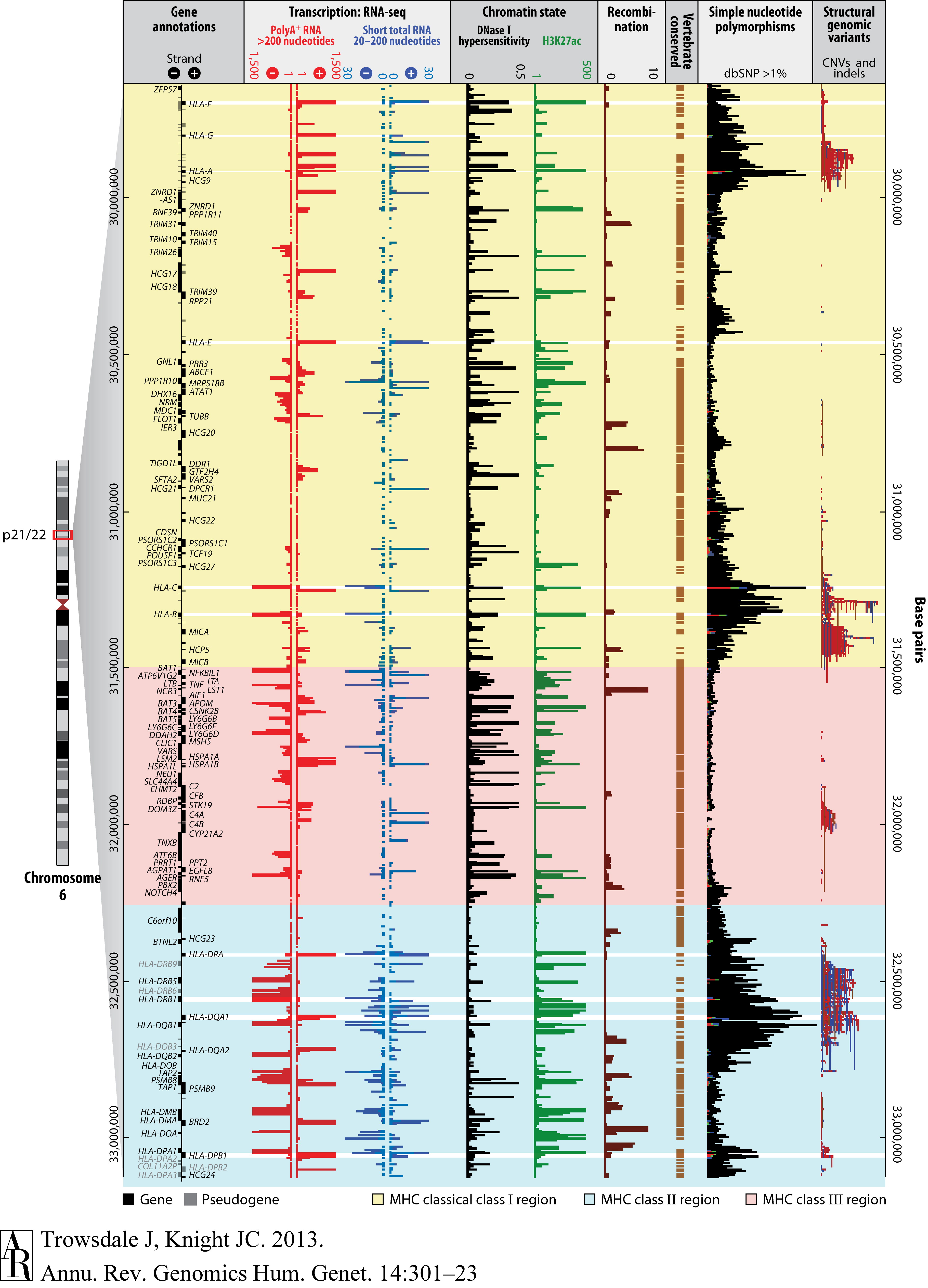 Genomic landscape of the MHC [Trowsdale and Knight, 2013](https://doi.org/10.1146/annurev-genom-091212-153455)