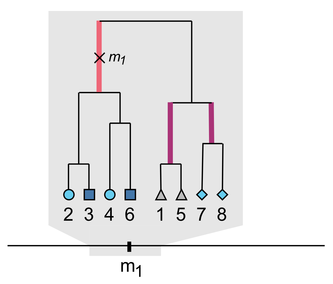 Ancestral recombination graph illustrating approach to detect evidence of phantom epistasis in Ignatieva and Ferreira (2025)